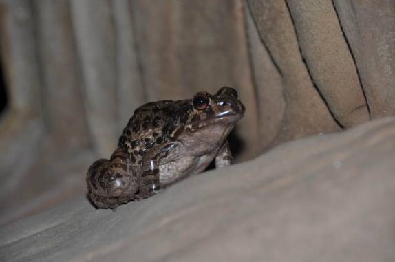 Rã na Gruta do Sabiá, em Aurora do Tocantins - TO